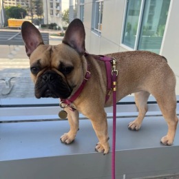 "All ears" for a life of luxury here at Halcyon House